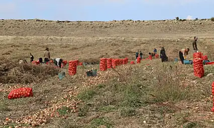 Geçen yıl makine desteği gelmişti, şimdi hasat zamanı