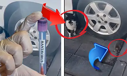 Hantavirüs gündemdeyken, bu görüntü Kayseri'de çekildi! Kedi, fareye neden bir şey yapmıyor?