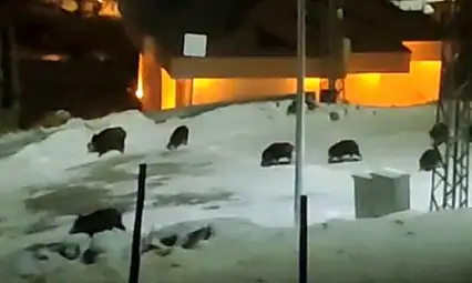 Hacılar'da domuz alarmı