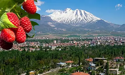 Kalp sağlığına birebir meyve Develi'de yetişiyor!