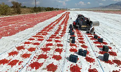 Kayseri'de 160 kişinin domates mesaisi!