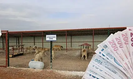 Kayseri'ye 20 dönümlük hayvan barınağı! Bakın kaç milyon TL'ye yapılacak?