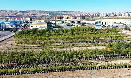 Kayseri'de 525 bin bitki yetiştiriliyor: Ekonomiye de katkı sağlıyor