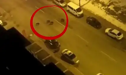 Kayseri'de aç kalan yaban domuzları merkeze indi