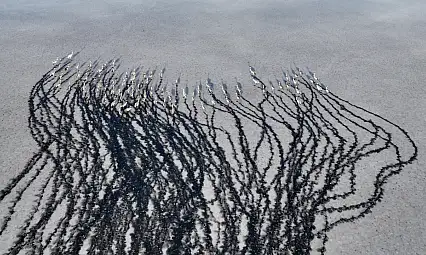 Kayseri'de binlerce göçmen kuş adeta karakalem tablosu oluşturdu