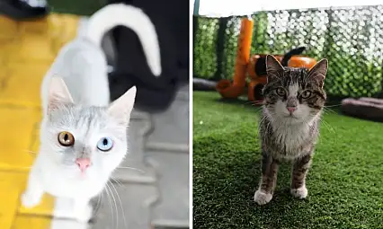 Kayseri'de bir ilk: Kedi kasabası