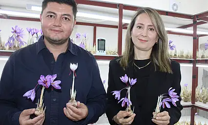 Kayseri'de bir ilki başardı! Dünyanın en pahalı baharatını yetiştirdi