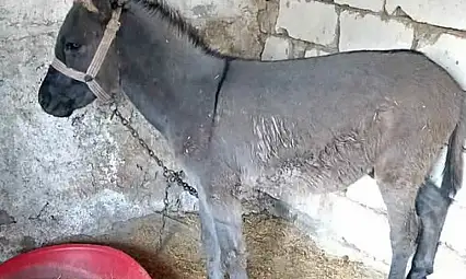 Kayseri'de bu da oldu! 'Acil satılık eşek' ilanı verdiler