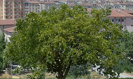 Kayseri'de ceviz ağacından düştü, hayatını kaybetti