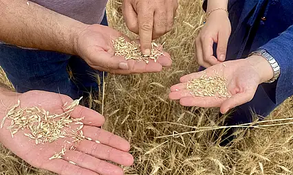 Kayseri'de çiftçinin beklediği açıklama geldi! Alım takvimi açıklandı
