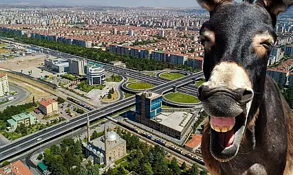 Kayseri'de eşek sayısı azalıyor!