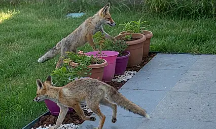 Kayseri'de bahçede kedi değil tilkiler geziyor
