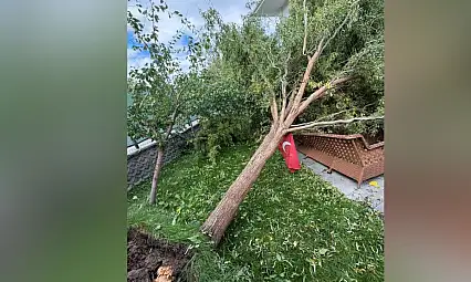 Kayseri'de fırtına etkisini gösterdi! Ağaç devrildi