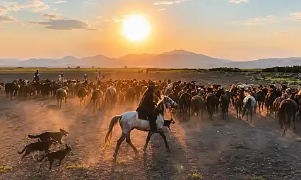 Kayseri'de gün batımına Yılkı atları damga vurdu!