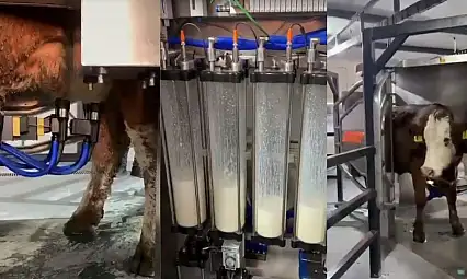 Kayseri'de hayvancılıkta tarihi adım: Yerli robot sahaya indi!