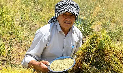 Kayseri'de kumlu toprakta çalışıldı! Susuz arazide yetişti