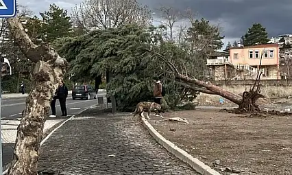 Kayseri'de kuvvetli fırtına ağaçları kökünden söktü