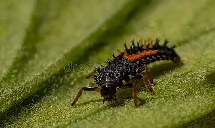 Larva alarmı Kayseri'de çalıyor
