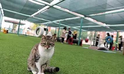 Kayseri'de merak uyandıran Kedi Kasabası: 19 tür aynı merkezde