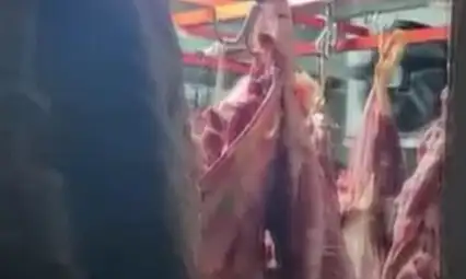 Kayseri'de mide bulandıran görüntüler! Ahırın içinde bulundu