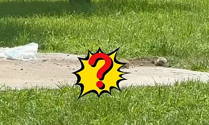 Kayseri'de Millet Bahçesi'nde ortaya çıktı! Görenler telefona sarıldı