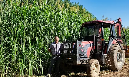 Kayseri'de mısıra alternatif sorgum: İlk biçimde dönüme 5 ton verim