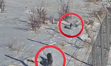 Kayseri'de 'Ormanın Hayaletleri' görüntülendi