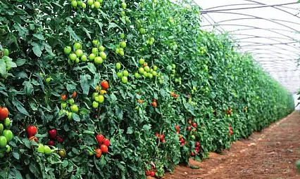 Kayseri'de örtü altında yetiştirilen ürünler bakın nelermiş?