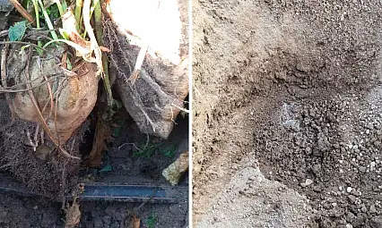 Kayseri'de şeker pancarı üretiminde bir devir kapanıyor! Maliyet bakın nasıl düşürüldü