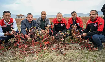Kayseri'de şimdi de o meyve yetiştiriliyor! Hasadı başladı