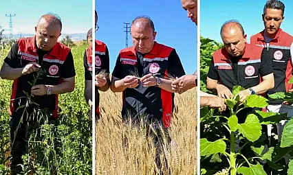 Kayseri'de tarlalar mercek altında! İl Müdürü sahaya indi