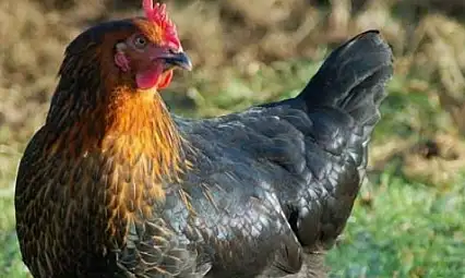 Kayseri'de tavuk dağıtılacak