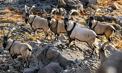 Kayseri'de yaban keçileri satışa çıkıyor!