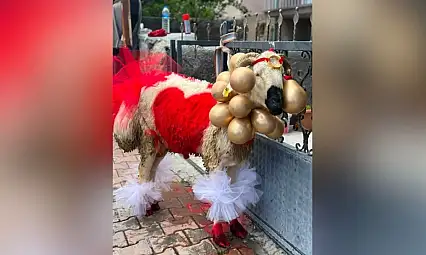 Kayseri'de yeni geline süslenmiş koç