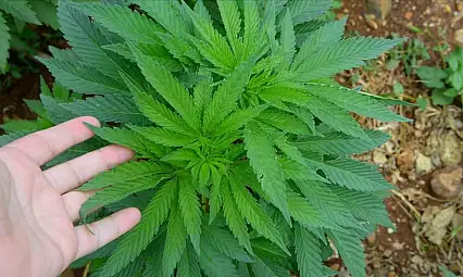 Kayseri'de çiftçinin yüzünü güldürecek 'Yeşil Altın' dönemi başlıyor