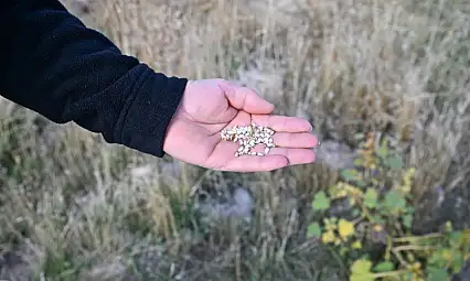 Kayseri'de yetişiyor: Yağından çiçeğine farklı alanlarda kullanılıyor