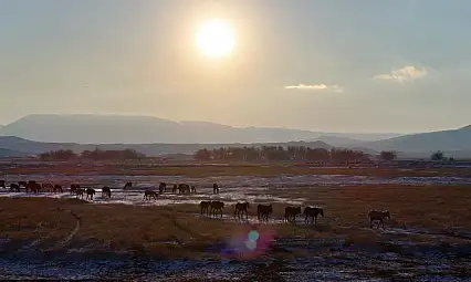 Kayseri'de yılkı atları görsel şölen oluşturdu