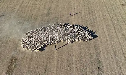 Kayseri'de yoğun talep görüyor! Kırşehir'de yetiştiriliyor