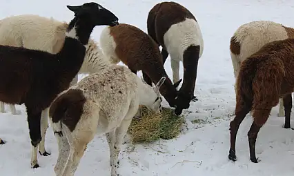 Kayseri'deki o hayvanlar özel sistem ile ısıtılıyor!
