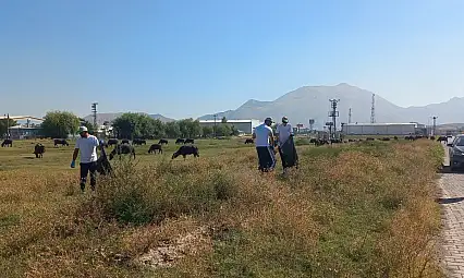 Kayseri Hürmetçi Sazlığı'nda dikkat çeken çalışma