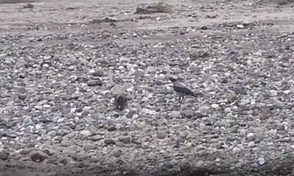 Kayseri'nin de aralarında olduğu 6 ilde sayım yapıldı! 74 tür tespit edildi