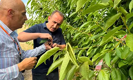Kayseri'den Avrupa'ya gidiyor! Hasat başladı