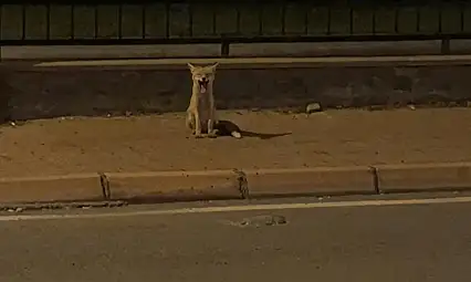 Kayseri'nin merkezinde Kızıl Tilki alarmı!