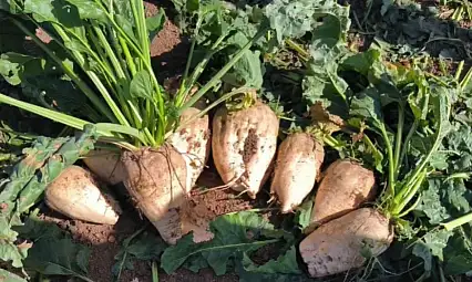 Kayseri Şeker'den çiftçiye 200 milyon destek