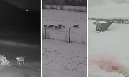 Kayseri ve çevresinde dikkat çeken tehlike! Parçalanmış halde buldular