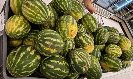 Kayserili vatandaşlar yapay zekaya karpuz seçtiriyor! İşte püf noktası…