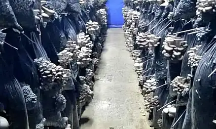 Kırmızı ete rakip! Develi'de üretiliyor