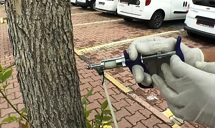 Kocasinan'da ağaçları koruma yöntemi: Arborjet adlı ilaç