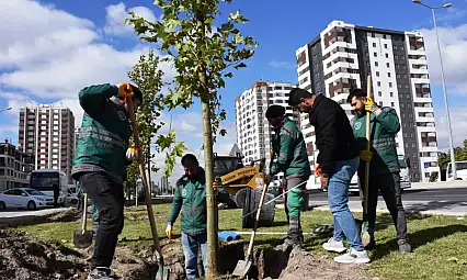 Kocasinan'da yeşil seferberlik! Ağaçlar toprakla buluşuyor