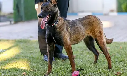 Köpekle tehdit eden yandı